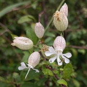 Wildflower Bladder Campion